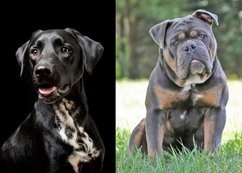 Olde English Bulldogge vs Dalmador - Breed Comparison