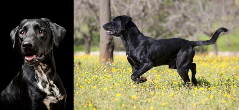 Perro de Pastor Mallorquin vs Dalmador - Breed Comparison