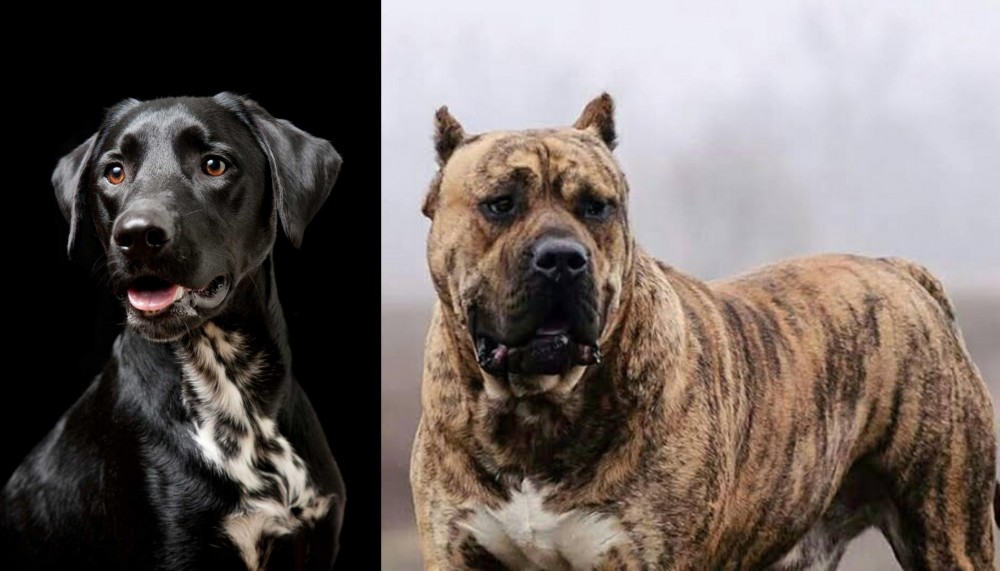 Perro de Presa Canario vs Dalmador - Breed Comparison
