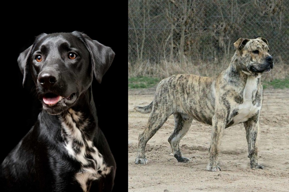 Perro de Presa Mallorquin vs Dalmador - Breed Comparison