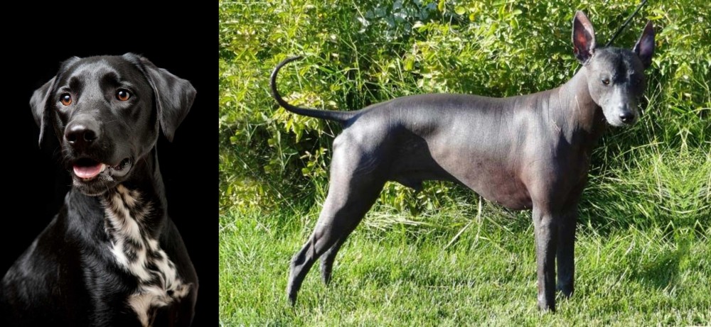 Peruvian Hairless vs Dalmador - Breed Comparison