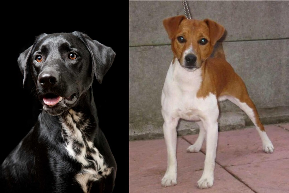 Plummer Terrier vs Dalmador - Breed Comparison