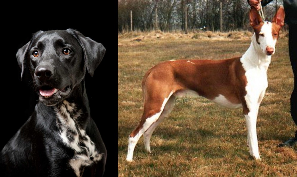 Podenco Canario vs Dalmador - Breed Comparison