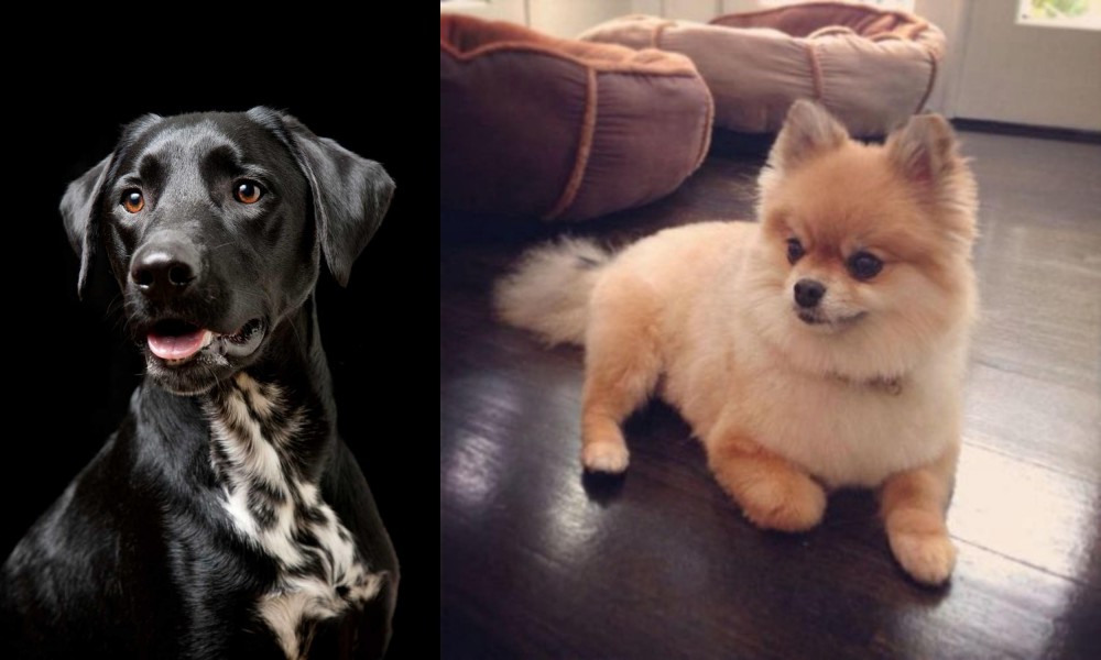 Pomeranian vs Dalmador - Breed Comparison