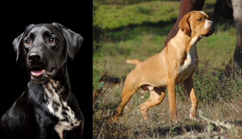 Portuguese Pointer vs Dalmador - Breed Comparison