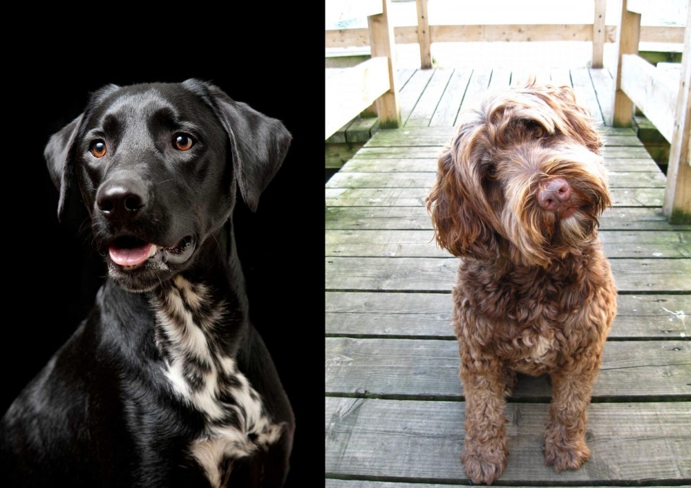 Portuguese Water Dog vs Dalmador - Breed Comparison