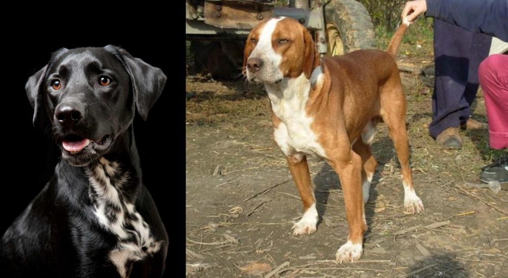 Posavac Hound vs Dalmador - Breed Comparison