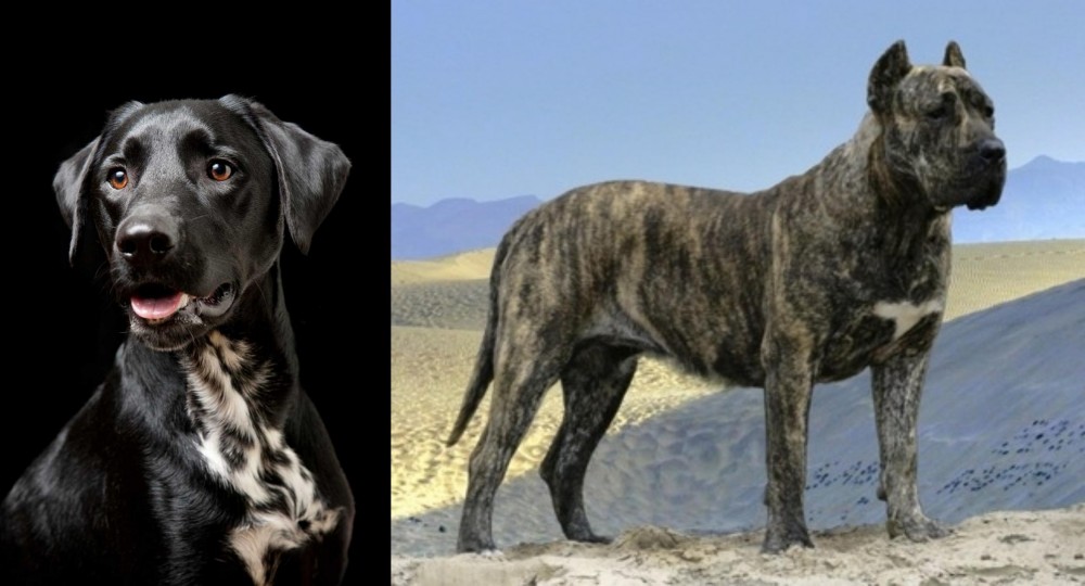 Presa Canario vs Dalmador - Breed Comparison