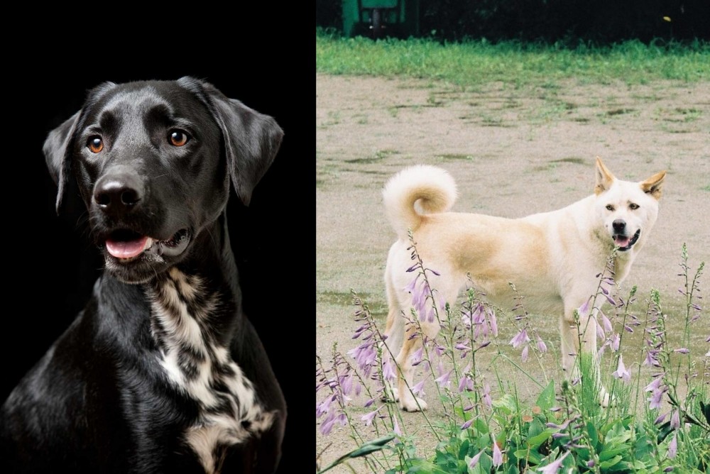 Pungsan Dog vs Dalmador - Breed Comparison