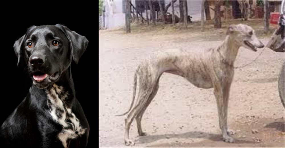 Rampur Greyhound vs Dalmador - Breed Comparison