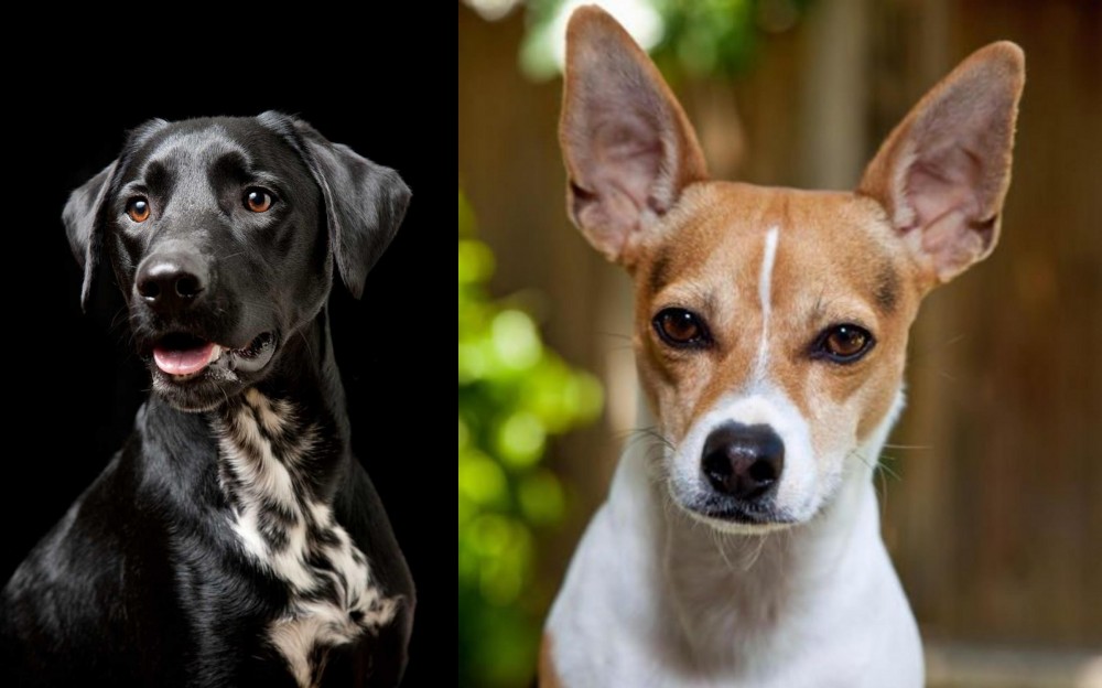 Rat Terrier vs Dalmador - Breed Comparison