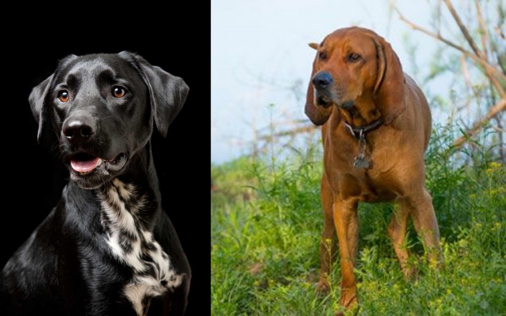 Redbone Coonhound vs Dalmador - Breed Comparison