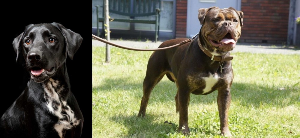 Renascence Bulldogge vs Dalmador - Breed Comparison