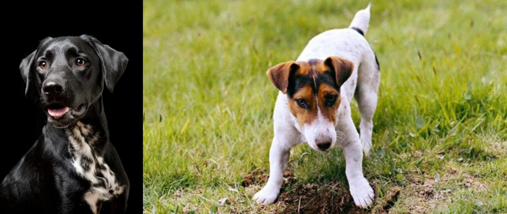 Russell Terrier vs Dalmador - Breed Comparison