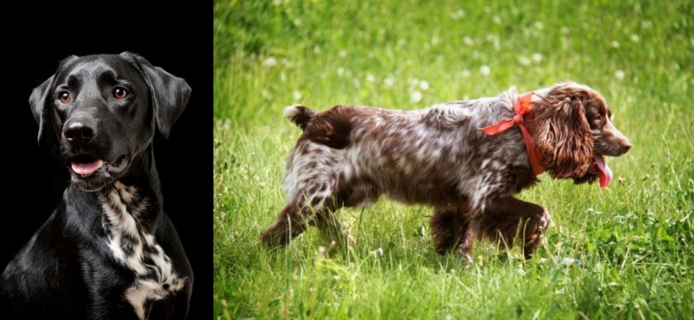 Russian Spaniel vs Dalmador - Breed Comparison
