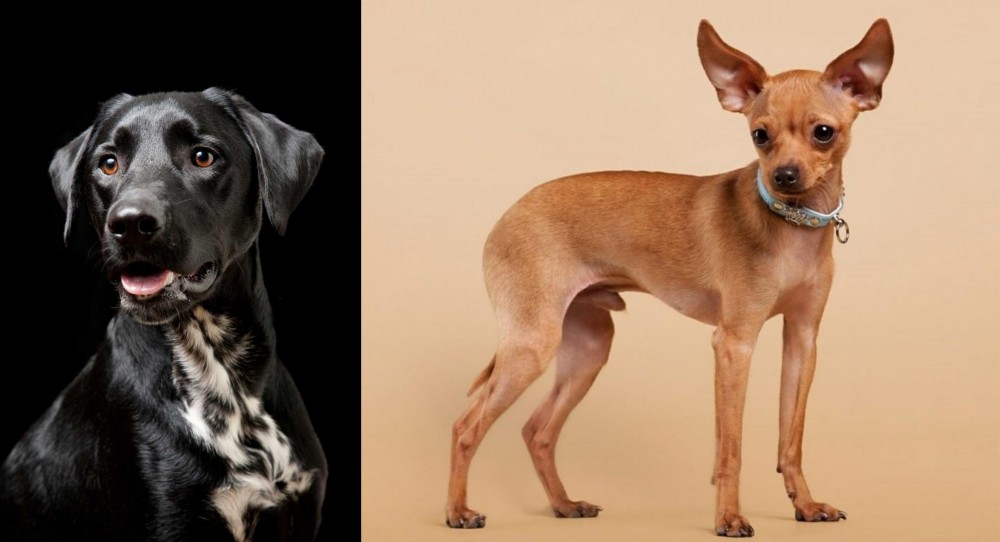 Russian Toy Terrier vs Dalmador - Breed Comparison