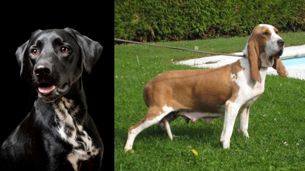 Sabueso Espanol vs Dalmador - Breed Comparison