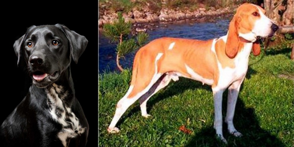 Schweizer Laufhund vs Dalmador - Breed Comparison