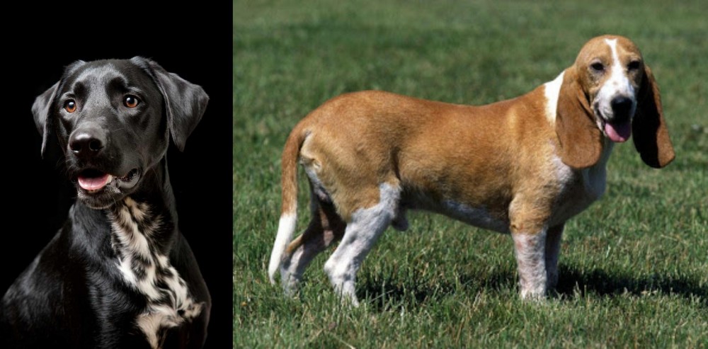 Schweizer Niederlaufhund vs Dalmador - Breed Comparison