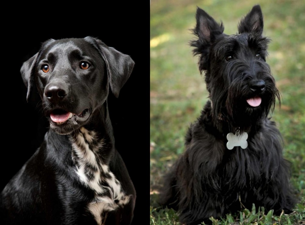Scoland Terrier vs Dalmador - Breed Comparison
