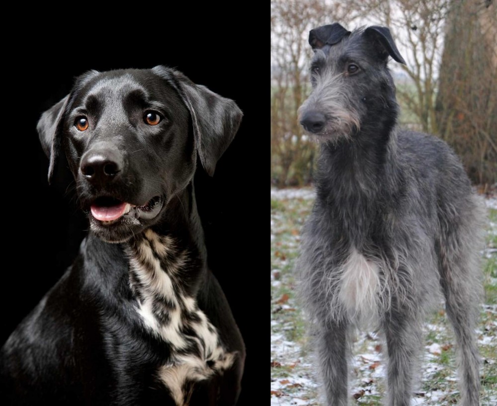 Scottish Deerhound vs Dalmador - Breed Comparison