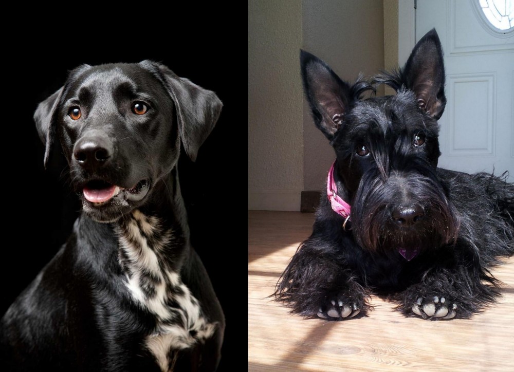 Scottish Terrier vs Dalmador - Breed Comparison