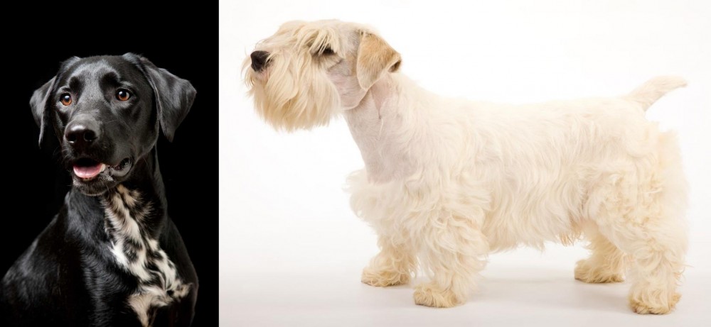 Sealyham Terrier vs Dalmador - Breed Comparison