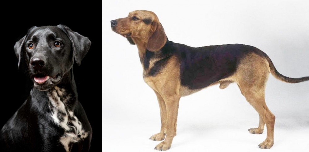 Serbian Hound vs Dalmador - Breed Comparison