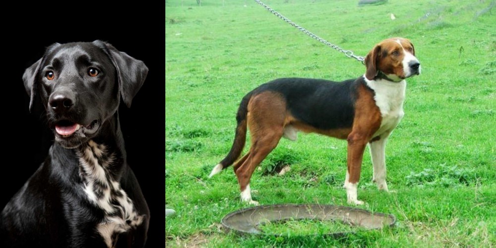 Serbian Tricolour Hound vs Dalmador - Breed Comparison
