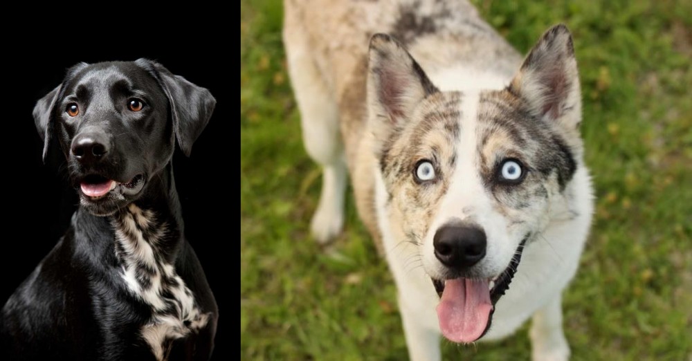 Shepherd Husky vs Dalmador - Breed Comparison