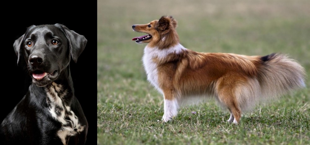 Shetland Sheepdog vs Dalmador - Breed Comparison