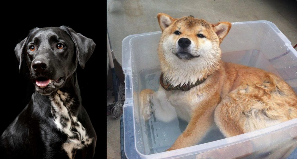 Shiba Inu vs Dalmador - Breed Comparison