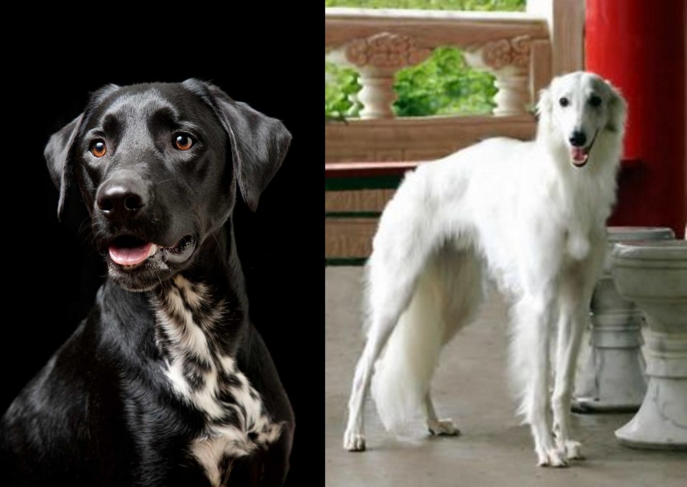 Silken Windhound vs Dalmador - Breed Comparison