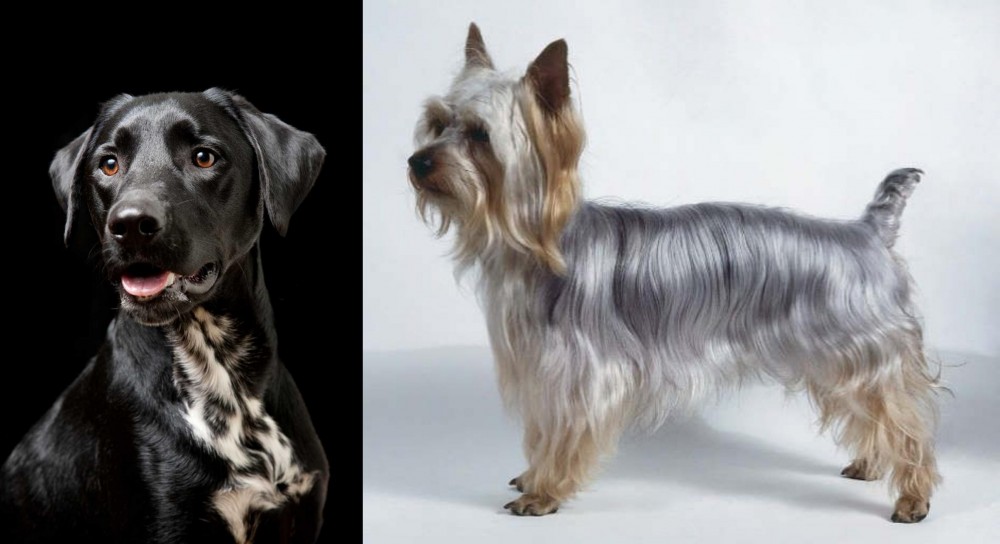 Silky Terrier vs Dalmador - Breed Comparison