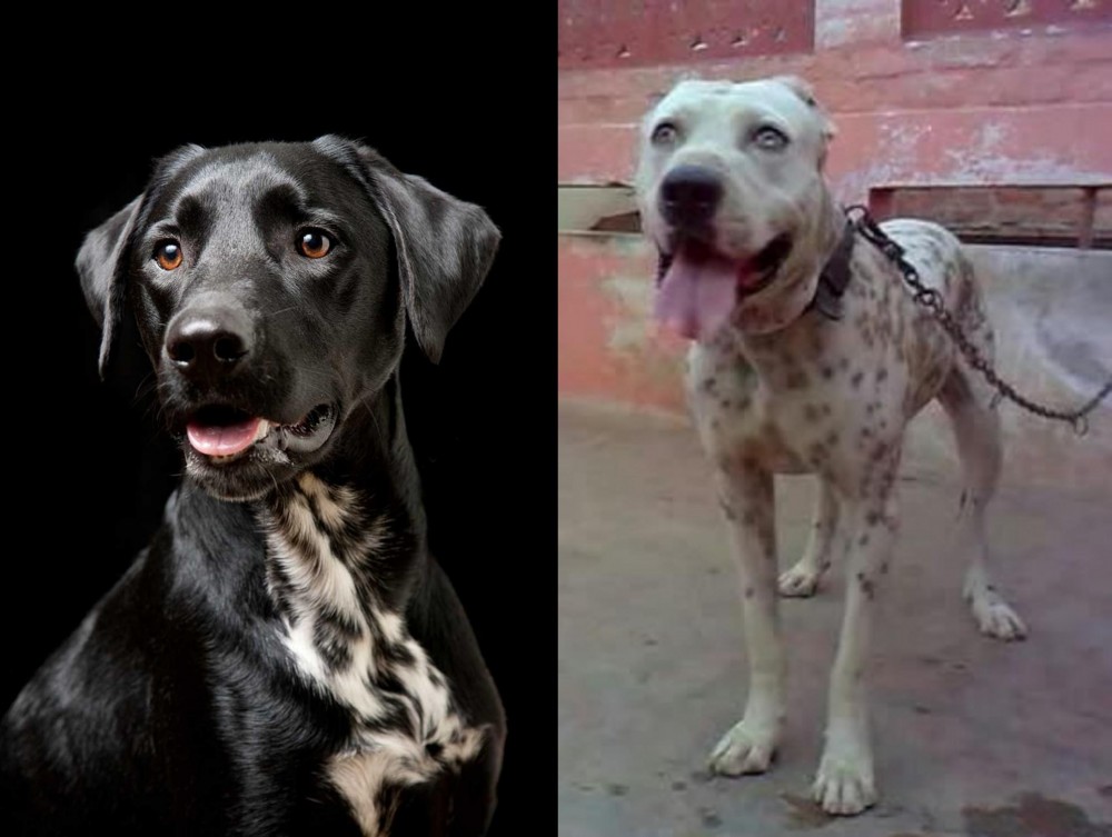 Sindh Mastiff vs Dalmador - Breed Comparison