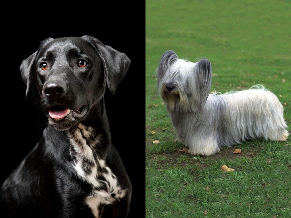 Skye Terrier vs Dalmador - Breed Comparison
