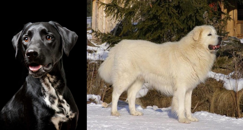 Slovak Cuvac vs Dalmador - Breed Comparison