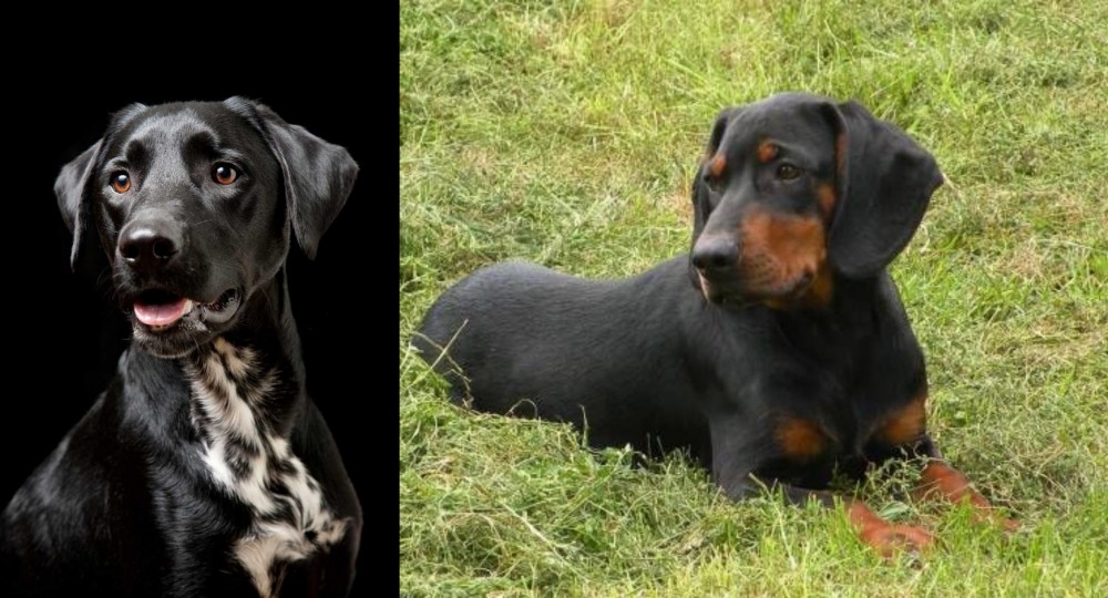 Slovakian Hound vs Dalmador - Breed Comparison