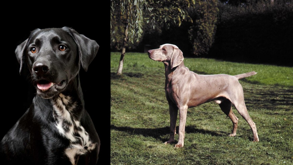 Smooth Haired Weimaraner vs Dalmador - Breed Comparison