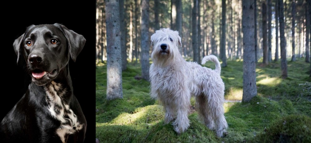 Soft-Coated Wheaten Terrier vs Dalmador - Breed Comparison