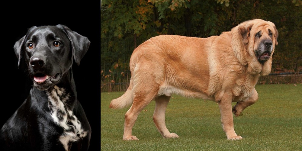Spanish Mastiff vs Dalmador - Breed Comparison