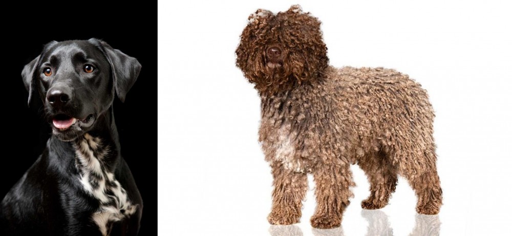 Spanish Water Dog vs Dalmador - Breed Comparison