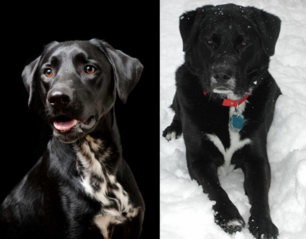 St. John's Water Dog vs Dalmador - Breed Comparison