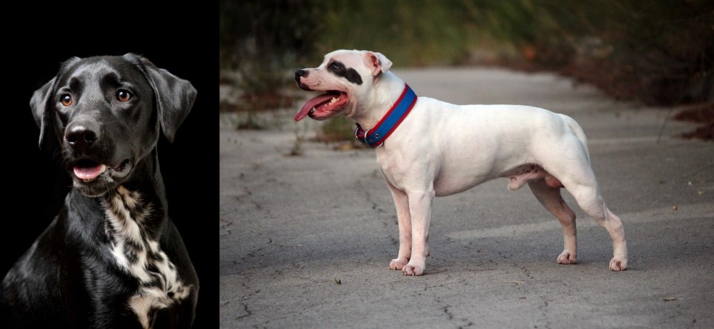 Staffordshire Bull Terrier vs Dalmador - Breed Comparison