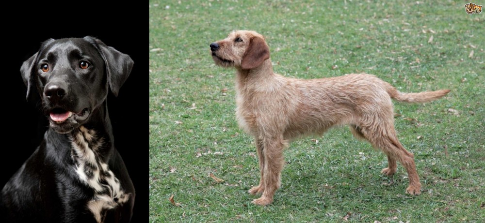 Styrian Coarse Haired Hound vs Dalmador - Breed Comparison