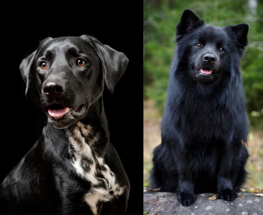 Swedish Lapphund vs Dalmador - Breed Comparison