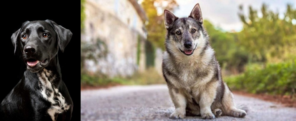 Swedish Vallhund vs Dalmador - Breed Comparison