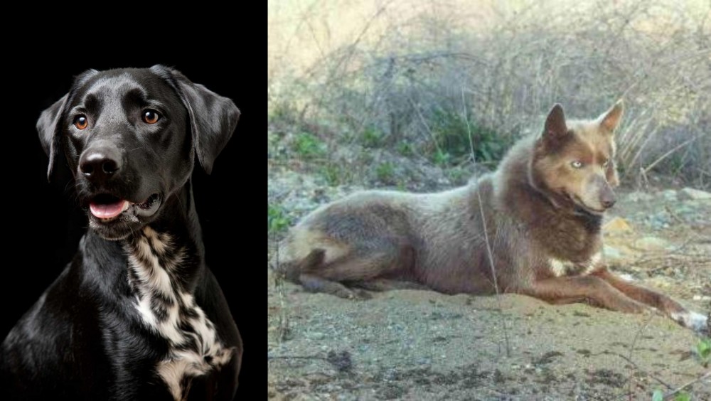Tahltan Bear Dog vs Dalmador - Breed Comparison