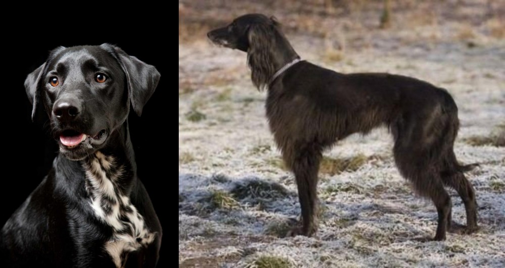 Taigan vs Dalmador - Breed Comparison