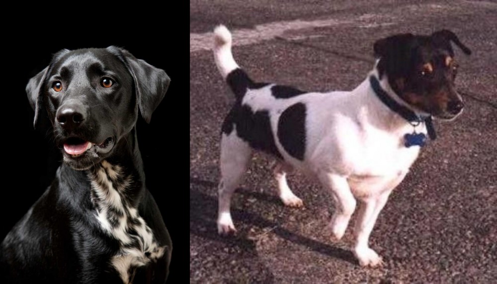 Teddy Roosevelt Terrier vs Dalmador - Breed Comparison